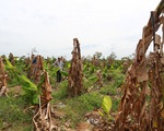 Khởi tố giám đốc hủy hoại 49ha rừng ở Đắk Lắk