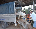 Chợ "độc" miền Tây - kỳ 4: Chợ bò Tà Ngáo