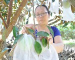 Kiểm soát chặt doanh nghiệp xuất khẩu vú sữa lò rèn sang Mỹ