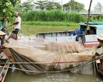 Sắp cuối lũ 2018, giá cả đặc sản lũ miền Tây càng chộn rộn