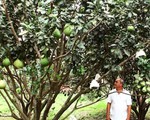 Bưởi Năm Roi rụng đầy gốc, tiền tỉ trôi theo triều cường