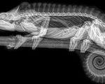 Ảnh động vật ngộ nghĩnh dưới kính X-quang