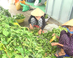 Thương lái mua lá nhàu tươi, giá 4.000 đồng/kg