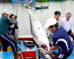 Thủy sản thiệt hại lớn từ 