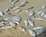 Nhiều cá chết ở bờ biển Đà Nẵng nghi do nổ mìn