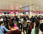 Vietjet chở mai, đào dịp tết với giá 450.000 đồng/bó