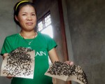 Hàng ngàn hộ dân kêu trời vì... ruồi