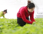Đi làm nông bên Nhật, cánh cửa đã mở cho người Việt
