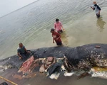 Cá nhà táng chết dạt vào bờ với 5,9kg rác nhựa trong bụng