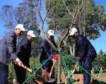 Trồng 125 cây hoa anh đào Nhật Bản tại Đà Lạt