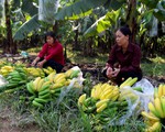 3.000 buồng chuối chuẩn bị tết bỗng ngả vàng không bình thường