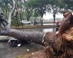 Bão suy yếu thành áp thấp, TP.HCM mưa gió giật đổ cây