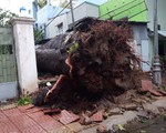 Nhiều cây cổ thụ bật gốc, ngã đổ tại Vũng Tàu