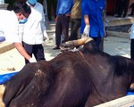 Giữ lại xác bò tót chết làm tiêu bản nghiên cứu khoa học