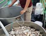 Nhóm người Việt ở Nam Phi hạ gục 40 con sư tử chỉ trong hai ngày
