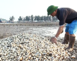 Dân Nghệ An hoang mang khi hàng trăm tấn ngao chết trắng đầm