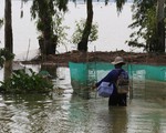 Những mùa cá đồng miền lũ - kỳ 3: Khi nguồn cá đồng cạn kiệt