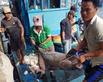 Chi phí đi biển tăng cao, 50% tàu đánh bắt xa bờ ở Khánh Hòa nằm bờ