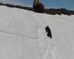 Clip gấu con nỗ lực trèo lên vách núi tuyết gây sốt