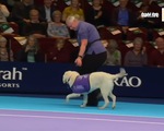3 chú chó thay thế nhân viên nhặt bóng tại giải đấu tennis ở Anh
