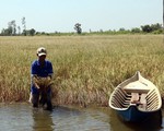 Sông Tiền xâm nhập mặn tới 90 km, ĐBSCL thiếu nước ngọt trầm trọng
