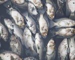 Cá chết trắng ở hồ điều hòa Cửa Nam, Nghệ An