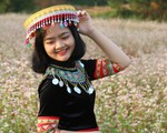 Cánh đồng hoa tam giác mạch ở Hà Nội hút giới trẻ đến check-in