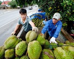 Nông sản Việt Nam sang Trung Quốc gặp khó