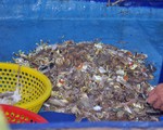 Tận diệt - đến cả trứng cá cũng không thoát