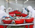 Xuất khẩu thủy sản giảm sâu vì “thẻ vàng” và nguyên liệu đầu vào