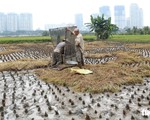 Làm ruộng giữa thành phố nhộn nhịp
