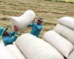 Gạo Việt Nam xuất khẩu trên 20 năm nhưng chưa đạt thương hiệu quốc tế