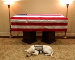 Những điều cảm động về chú chó của cố Tổng thống Bush 
