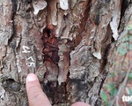 Buộc thôi chức đội trưởng đội bảo vệ rừng để thông bị đầu độc