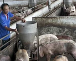 Hàng trăm heo tại Hà Nội lở mồm long móng