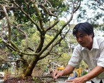 Ông chủ thầu đưa mai vàng sang trời Âu