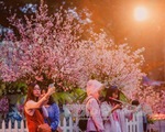 Lễ hội hoa anh đào tại Hà Nội diễn ra từ ngày 23 đến 26-3