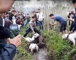 Cho chó săn cắn xé heo rừng: thú vui hay man rợ?