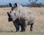 Hình ảnh trước lúc chết của chú tê giác trắng châu Phi đực cuối cùng