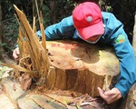 Bắt quả tang vụ phá rừng phòng hộ Sông Kôn