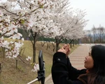 Hoa anh đào nở rợp trời hút hồn giới trẻ Seoul