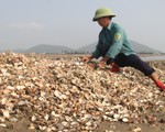 Nghêu chết hàng loạt, nhiều ngư dân Hà Tĩnh trắng tay
