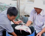 Nông dân miền Tây trúng đậm nhờ "lén lút" nuôi cá hô