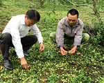 Mưa đá làm 
