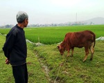Nông dân thả bò ra đồng gặm cỏ phải đóng 