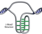 Phát hiện cấu trúc gene mới trong tế bào người