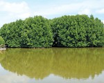 Trồng rừng đước nuôi tôm