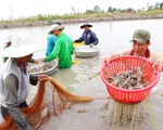 Tăng gấp đôi thu nhập cho nông dân: bằng cách nào?