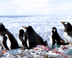 Chim cánh cụt thật sự đang sống trên đảo rác
