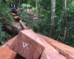 Khởi tố vụ phá rừng phòng hộ sông Kôn